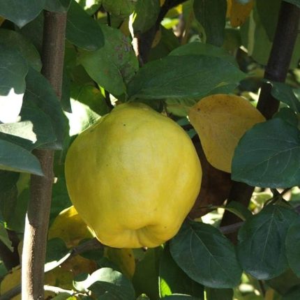 Tüplü Aşılı Leziz Bol Verimli Yarıbodur Ekmek Ayva Fidanı