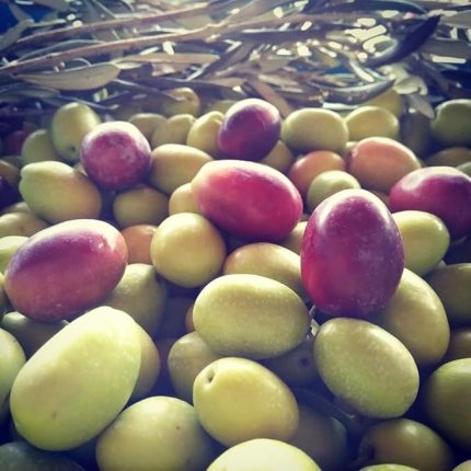 Aşılı Çok İri Meyveli Domat Zeytin Fidanı