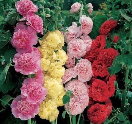 (Katmerli Büyük Çiçekli) - KARIŞIK (5 Tohum)