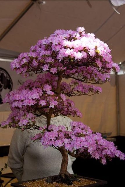 Look Lila Çiçekli Cherry Bonsai Ağacı Tohumu-10 Adet TH-2022dshnglkthm089