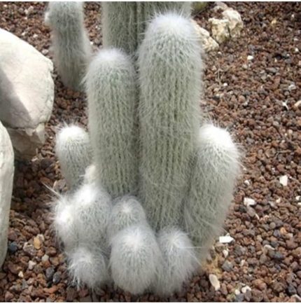 Look Cephalocereus Senilis Kaktüs Tohumu TH-9154684654669