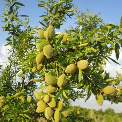 Aşılı İri Meyveli Yarı Bodur Bertina Badem Fidanı (10 adet)