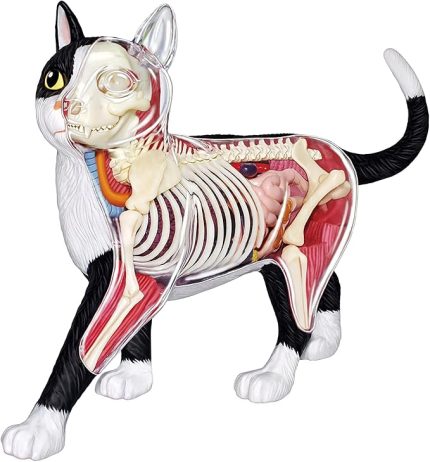 Anatomik İskelet Desen Kiti Anatomik 4D Çıkarılabilir ve Monte Edilmiş Model Öğretim Modeli Çocuklar için Çocuklar için
