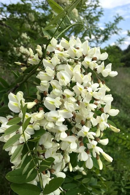 Look Beyaz Salkım Akasya Ağacı Tohumu / 5 Adet Tohum TH-2022dshnglkthm231