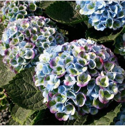 Dünyam Gökkuşağı Rneklerinde Ortanca Çiçeği Tohumu-10 15 Adet