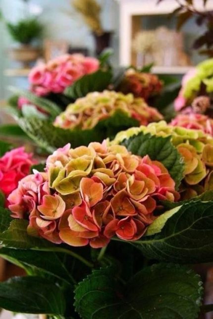 Dünyam Kızıl Ortanca Çiçeği Tohumu-10 15 Adet