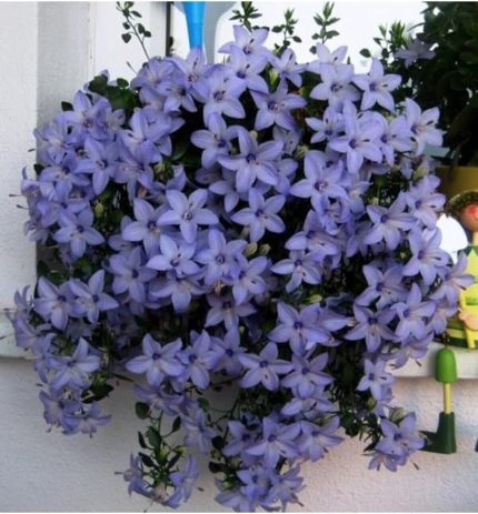 Dünyam Campanula Mavi Çan Çiçeği Tohumu 10 12 Adet