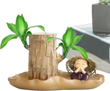 Şanslı Ağaç Fabrikası,Brezilya Şanslı Ağaç, Küçük Masaüstü Tesisi, Lucky Wood Plant, Brezilya Lucky Wood, Çalışma Odası için Saksı Topraksız Bitki Dekoru