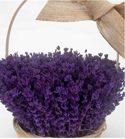 Dünyam 10 Adet Bodur Ingiliz Lavantası Kokulu Çiçek Tohumu