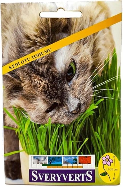 Kedi Otu Tohumu