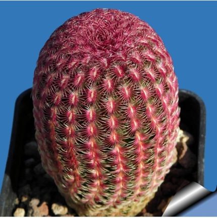 Look Rainbow Hedgehog Cactus Kaktüs Tohumu TH-9154684654701