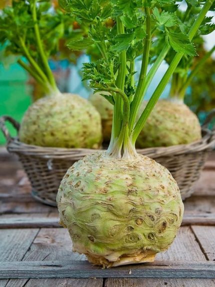 Garden Doğal Anadolu Kök Kerevizi Tohumu 100 Ad. Tohum