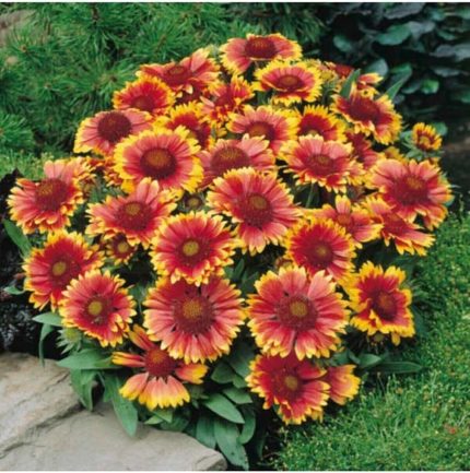 Dünyam Gayret Çiçeği Tohumu