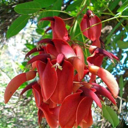 Erythrina Crista Galli Mercan Ağacı Fidanı Özel Çeşit (20-40 cm)