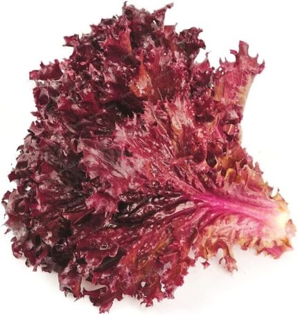 Kıvırcık Marul Tohumu / 40 Adet Tohum