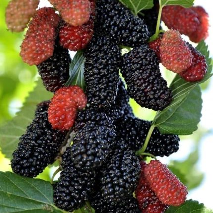 Tüplü Yediveren Siyah Avustralya Dut Fidanı