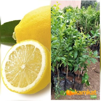 Market Torbalı 3.5 Yas Bodur Yediveren Limon Fidani