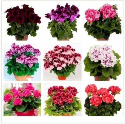 Dünyam Sarmaşık Sardunya Tohumu 8 Adet 8 Renk