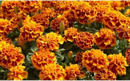 Dünyam Karagöz Kadife Çiçeği Tohumu