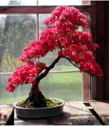 Look Pembe Yapraklı Bonsai Ağacı Tohumu-10 Adet TH-2022dshnglkthm091