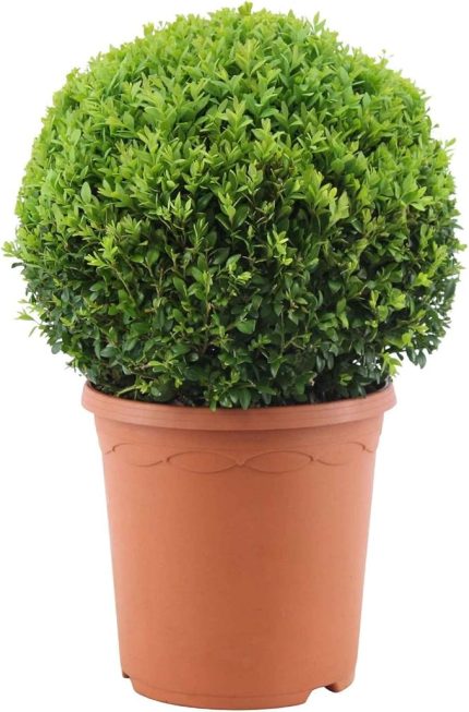 Fidanı 3 Yaşında[