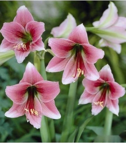Dünyam 10 Adet Pink Amaryllis Vittata Tohumu