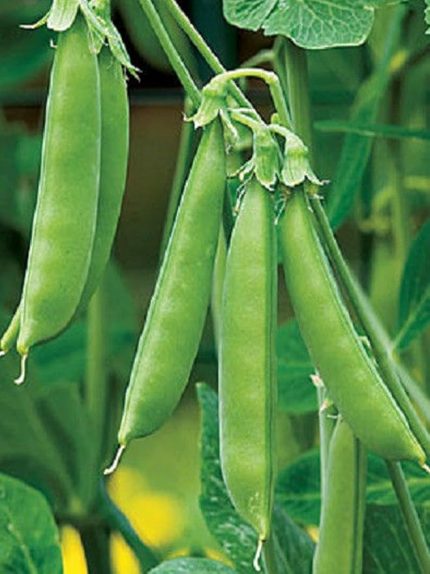 Garden Doğal Bezelye Tohumu 50 Ad. Tohum