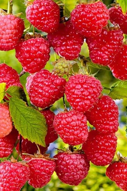 Kırmızı Ahududu Tohumu / 5 Adet Tohum