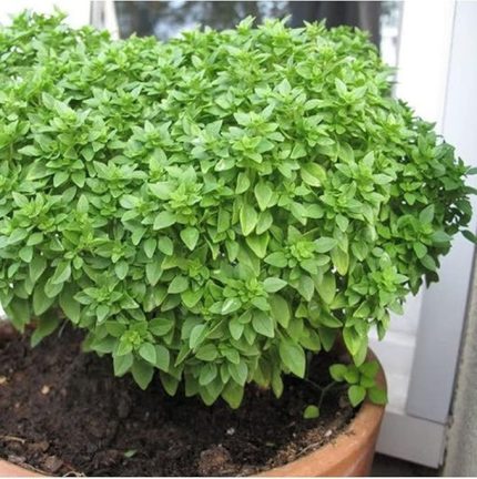 Reyhan/Top Fesleğen Çiçeği Tohumu