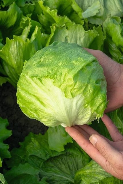 Look Iceberg Göbek Marul Tohumu / 20 Adet Tohum TH-thmcmthm421