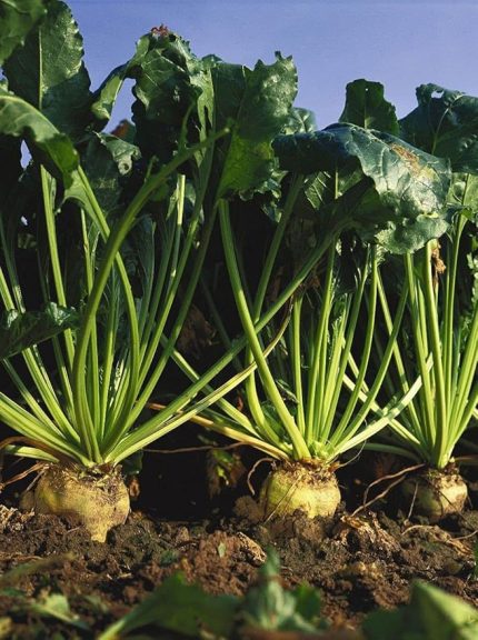 TARIM ATA TOHUMU YERLİ ŞEKER PANCARI 100 ADET TOHUM