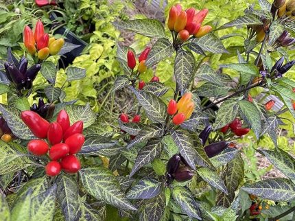 Adet Nadir Karışık Peru Süs Biberi Tohumu