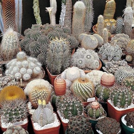 Karışık Kaktüs Bitkileri Çiçeği Tohumu (100 tohum)