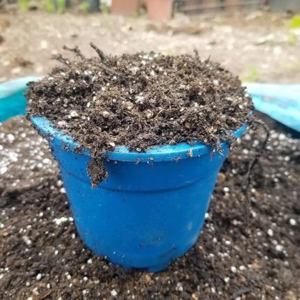 Narenciye Fidanları İçin Gübre Katkılı Torf Toprak Karışımı 25 LT