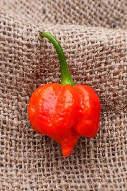 Dünyam Dünyanın En Acısı Trinidad Scorpion Biber Tohumu / 10+ Adet Tohum