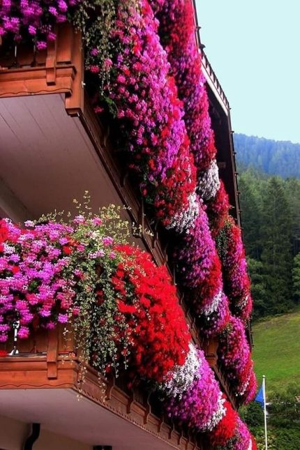 Look Bahce Balkon Saran Bol Çiçekli Etfarma Çiçeği 10 Adet Tohum TH-2022dshnglkthm221