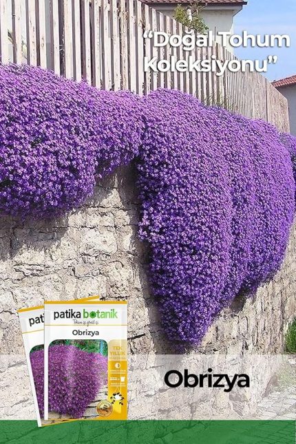 Adet Obrizya Çiçek Tohumu (Aubrieta)
