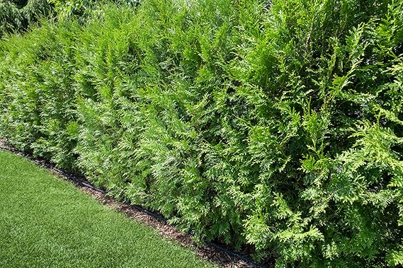 91LZrQKcRlL._AC_SX569_