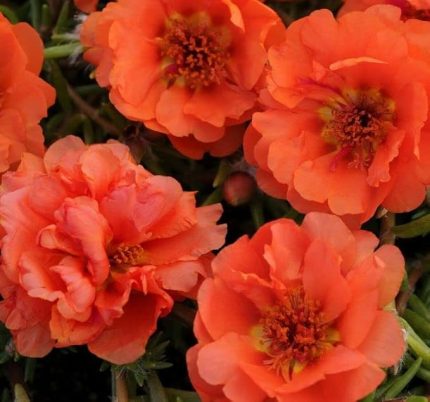 Çiçeği Tohumu (Katmerli Çok Çiçekli) Turuncu Renkli - 40 Tohum