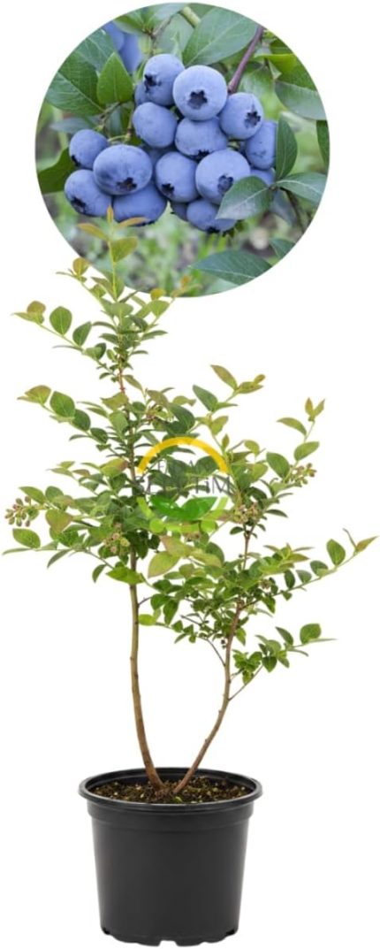 Yaş Sweetheart Çeşiti Yaban Mersini