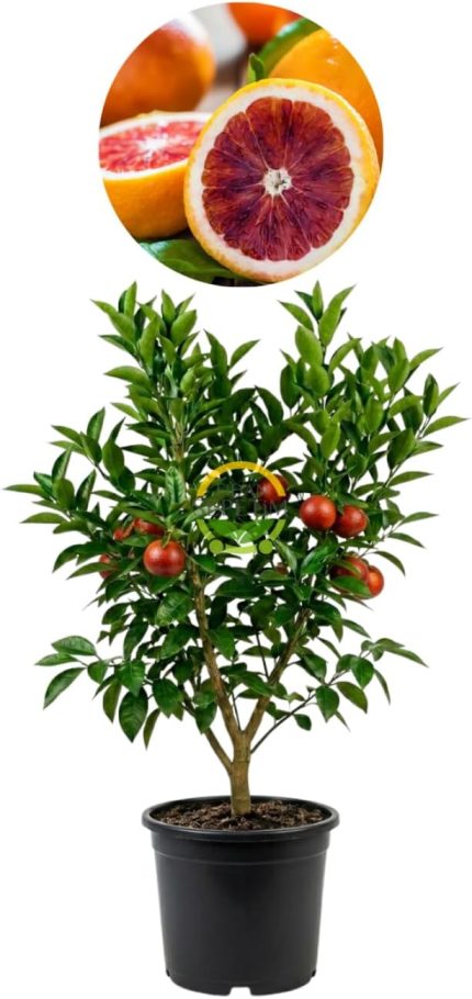 Yaş Aşılı Kan Portakalı *ÜZERİ MEYVELİ*