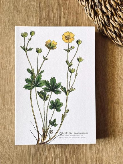 Tanıtım Özel Tasarım Kapaklı A5 Çizgisiz Not Defteri - 180 Derece Açılabilir, Sırtı Dikişli,%100 El İşçiliği, Ofis İçin İdeal, Planlayıcı (Potentilla Neumanniana Kapak Tasarımı)