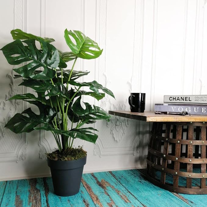 Ağaç Salon Bitkisi Monstera 70 cm 18 Yaprak Antrasit Saksıda - Görsel 2